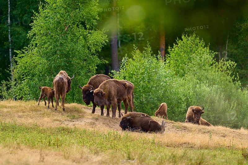 Bison (Bison bonasus), herd of bison with young animals grazing and resting on a green meadow in front of a forest, summer, Hesse, Germany