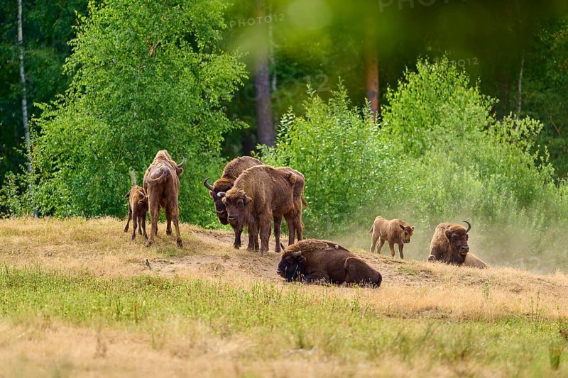 Bison (Bison bonasus), herd of bison with young animals gathered in a field with green background, summer, Hesse, Germany