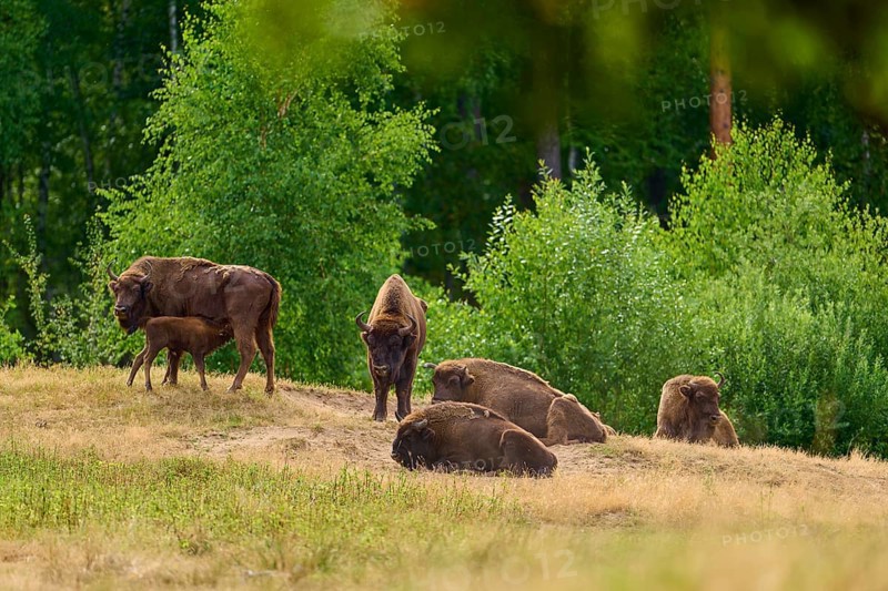 Bison (Bison bonasus), herd of bison with young animals grazing in a green, summery forest landscape, Hesse. Germany