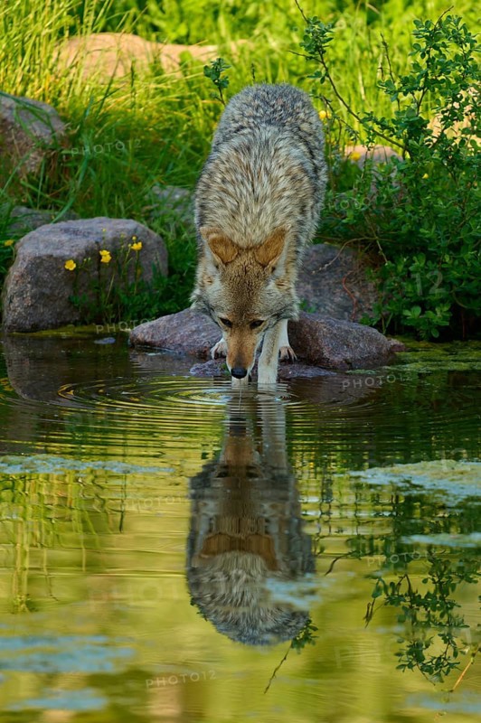 A coyote leans over a pond to drink water, the reflection is clearly visible, coyote (Canis latrans), spring, France