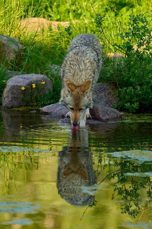 A coyote drinks from a pond, its reflection can be seen on the water surface, coyote (Canis latrans), spring, France