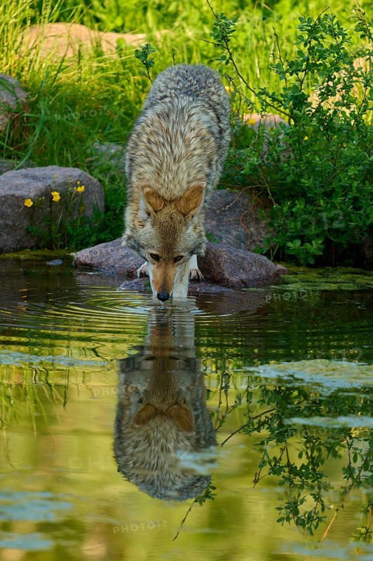 A coyote drinks water from a pond, its reflection is visible in the water, coyote (Canis latrans), spring, France