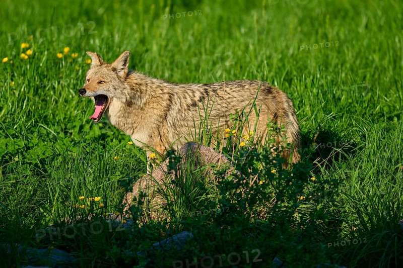 Coyote standing in the grass and yawning, surrounded by blooming spring landscape, Coyote (Canis latrans), Spring, France