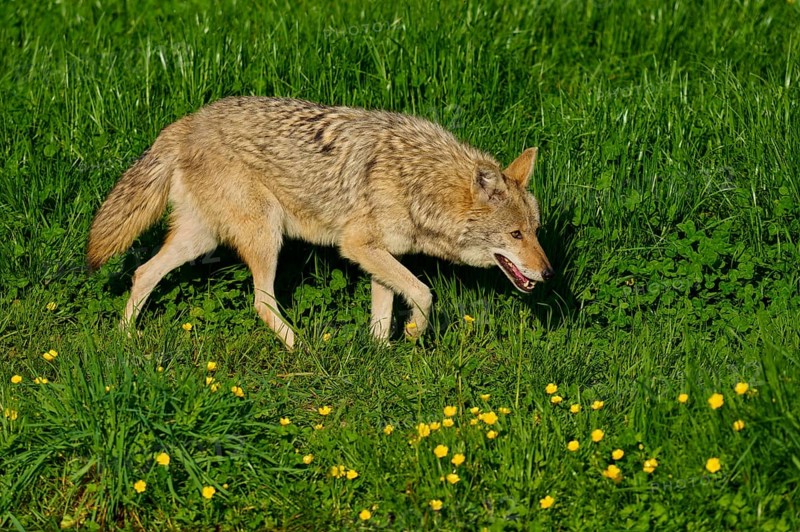 Coyote walks carefully across a green meadow with blooming yellow flowers, coyote (Canis latrans), spring, France
