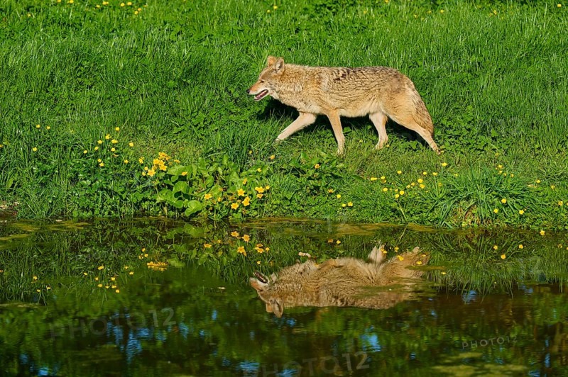 Coyote walking along a pond in a green spring meadow, reflection visible in the water, coyote (Canis latrans), spring, France