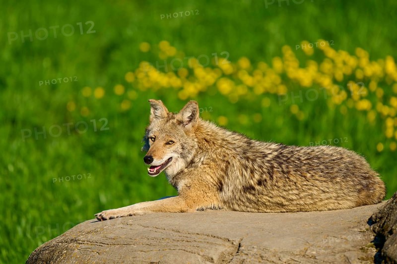 A coyote smiles while resting on a rock in a green landscape with yellow flowers, Coyote (Canis latrans), Spring, France