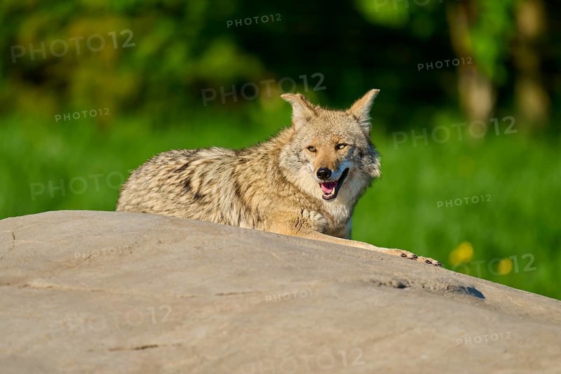 A sitting coyote on a stone, with cheerful open mouth in green surroundings, Coyote (Canis latrans), Spring, France