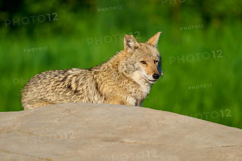 A sitting coyote on a stone, looking attentively to the side, surrounded by green landscape, Coyote (Canis latrans), Spring, France
