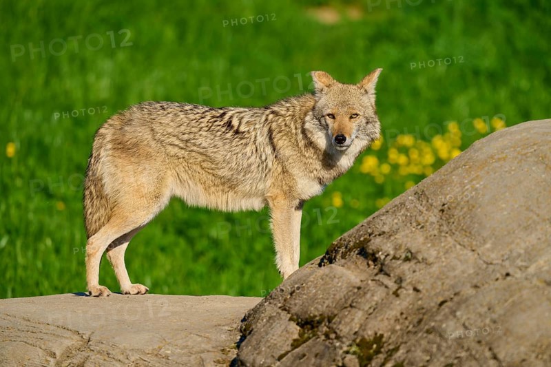 A standing coyote on a stone, with a green meadow and yellow flowers in the background, Coyote (Canis latrans), Spring, France