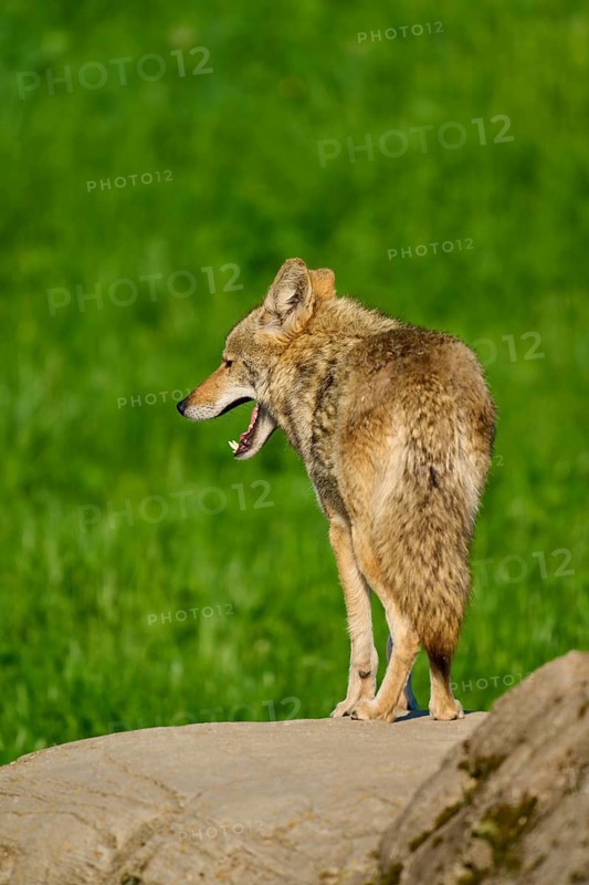 A yawning coyote stands on a stone surrounded by green grass in a natural setting, Coyote (Canis latrans), Spring, France