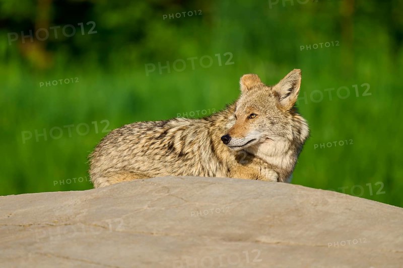 A resting coyote lies on a rock surrounded by dense green grass, Coyote (Canis latrans), Spring, France