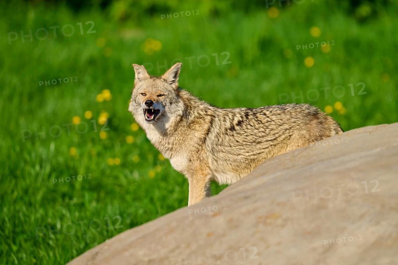 A coyote looking around yawning next to a rock with green vegetation in the background, Coyote (Canis latrans), Spring, France