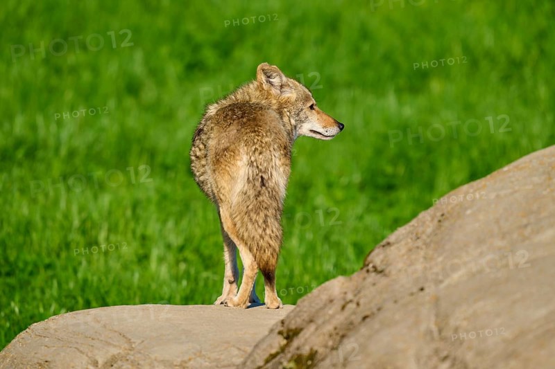 A coyote stands on a rock with its back to the camera, surrounded by green landscape, Coyote (Canis latrans), spring, France