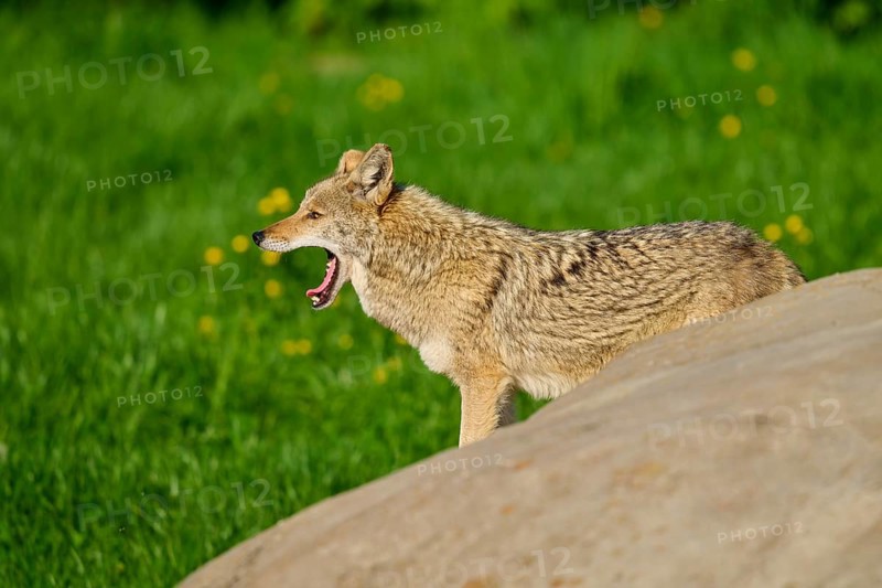 A yawning coyote stands behind a rock surrounded by green grass, Coyote (Canis latrans), Spring, France
