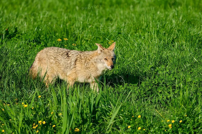 A coyote carefully walks over lush green grass with a few scattered yellow flowers, Coyote (Canis latrans), spring, France