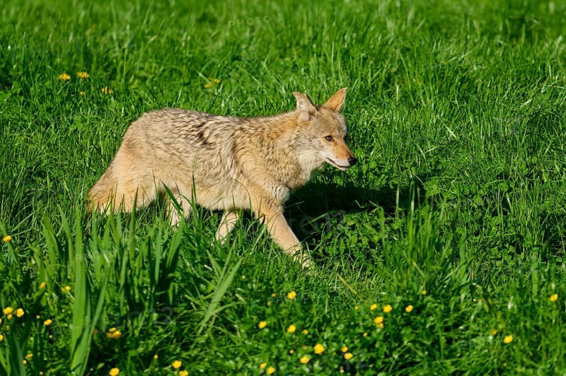 A coyote creeps through a green meadow full of grass and small yellow flowers, coyote (Canis latrans), spring, France