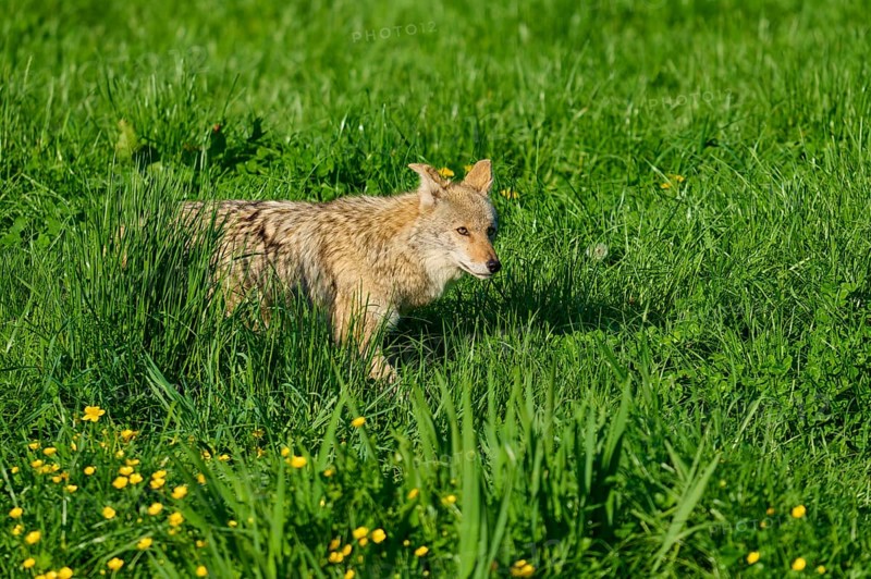A coyote moves through dense green grass with yellow flowers in a natural environment, coyote (Canis latrans), spring, France