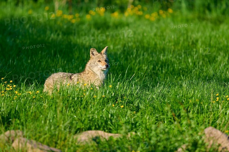 A coyote stands in a green meadow, surrounded by yellow flowers, in the open air, Coyote (Canis latrans), Spring, France