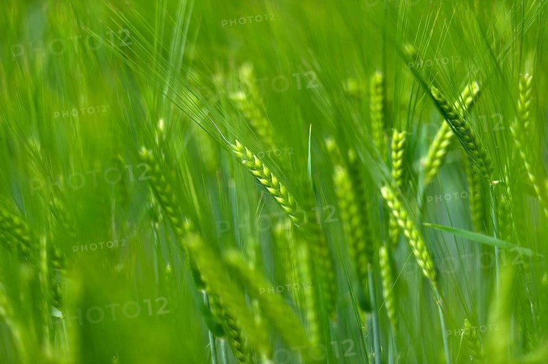 Grain field with unripe ears of barley (Hordeum vulgare), delicate structure, texture, background image, Aschheim, Upper Bavaria, Bavaria, Germany