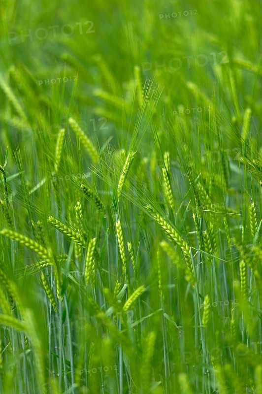 Grain field with unripe ears of barley (Hordeum vulgare), delicate structure, texture, background image, Aschheim, Upper Bavaria, Bavaria, Germany
