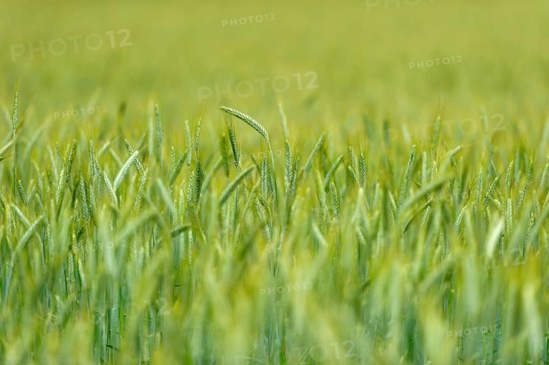 Grain field with unripe ears of rye (Secale cereale), delicate structure, texture, background image, Aschheim, Upper Bavaria, Bavaria, Germany