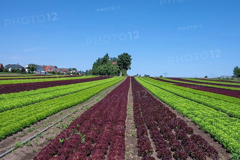 Lettuce cultivation in Knoblauchsland, early vegetable cultivation, urban area Nuremberg, Fürth Erlangen, Middle Franconia, Bavaria, Germany