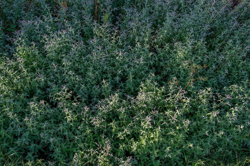 Horse mint (Mentha longofolia), Bavaria, Germany