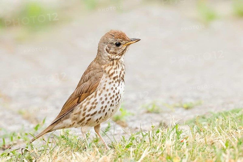 Song thrush (Turdus philomelos) standing on garden path, wildlife, thrushes, migratory bird, HANSAG, Lake Neusiedl, Burgenland, Austria