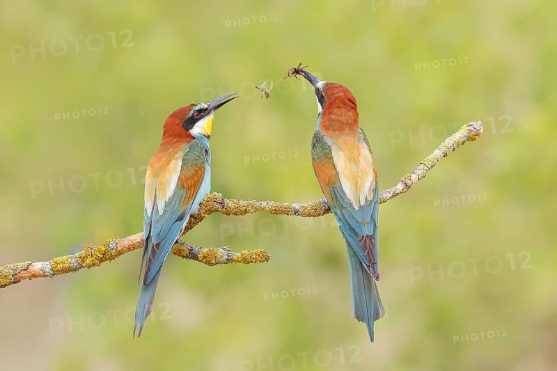Bee-eater (Merops apiaster) pair sitting on a branch, male, breeding, wildlife, mating, migratory bird, raptor, animals, birds, Lake Neusiedl National Park, Seewinkel, Burgenland, Austria