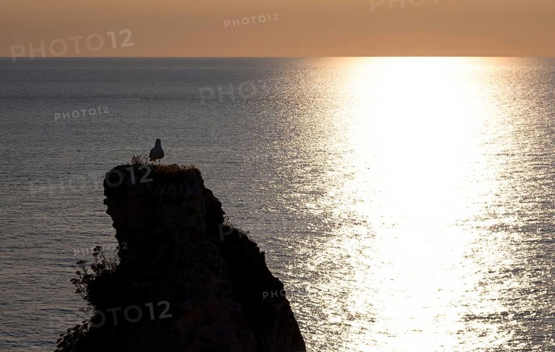 Herring gull (Larus argentatus) looking at sunset, on rock needle Aiguille, Étretat, sea, cliffs, cliffs, chalk cliffs, alabaster coast, La Côte d'Albâtre, backlight, silhouette, evening mood, atmospheric, Normandy, Seine-Maritime, France