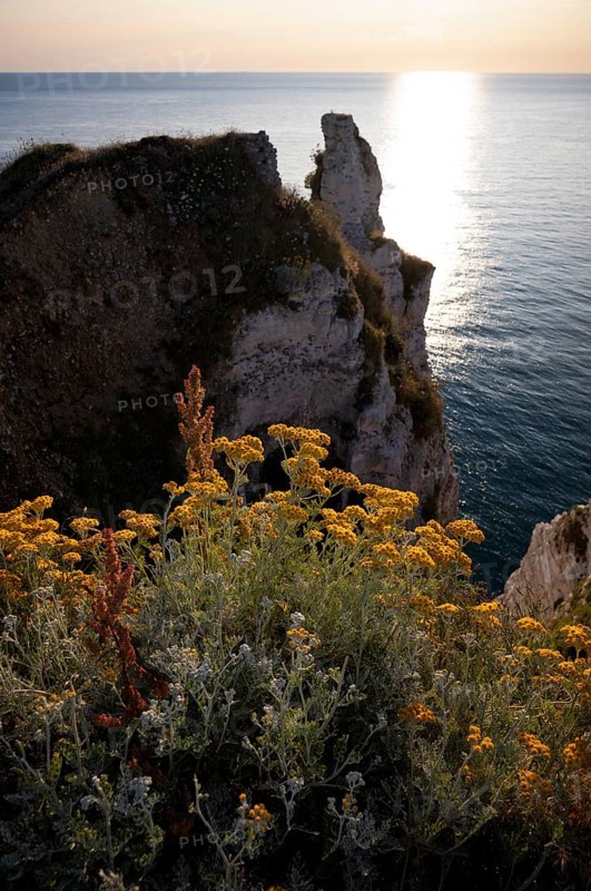 Sand immortelle (Helichrysum arenarium) in front of rocks, Étretat, sea, steep coast, cliffs, chalk cliffs, alabaster coast, La Côte d'Albâtre, sunset, evening mood, Normandy, Seine-Maritime, France