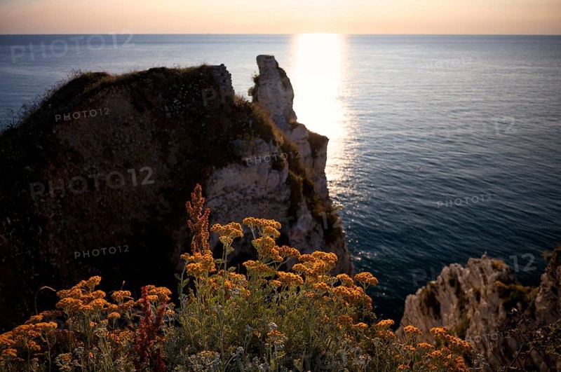 Sand immortelle (Helichrysum arenarium) in front of rocks, Étretat, sea, steep coast, cliffs, chalk cliffs, alabaster coast, La Côte d'Albâtre, sunset, evening mood, Normandy, Seine-Maritime, France