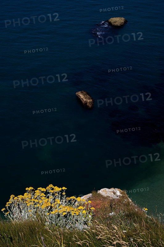 Sand immortelle (Helichrysum arenarium) on rocks, promontory, Étretat, sea, cliffs, cliffs, chalk cliffs, alabaster coast, La Côte d'Albâtre, sunset, evening mood, Normandy, Seine-Maritime, France