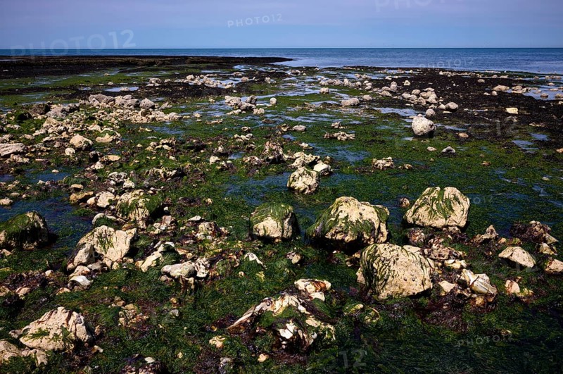 Low tide, seaweed, stones, rocks, Étretat, sea, steep coast, cliffs, chalk cliffs, alabaster coast, La Côte d'Albâtre, Normandy, Seine-Maritime, France