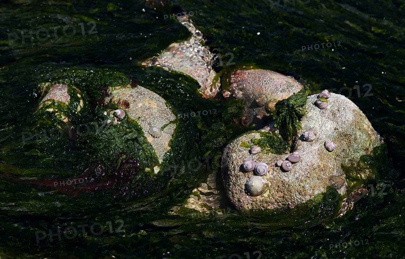 Low tide, seaweed, bigorneaux, large periwinkles, on stone, rocks, Étretat, sea, cliffs, chalk cliffs, alabaster coast, La Côte d'Albâtre, Normandy, Seine-Maritime, France