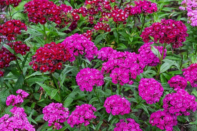 Bearded carnations (Dianthus barbatus), North Rhine-Westphalia, Germany