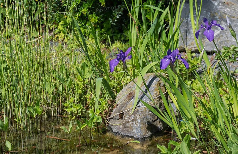 Blooming marsh iris (Iris pseudacorus) at a pond, Münsterland, North Rhine-Westphalia