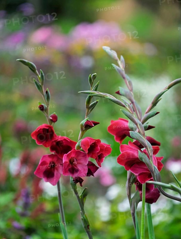 Butterfly gladiolus (Gladiolus papilio), North Rhine-Westphalia, Germany
