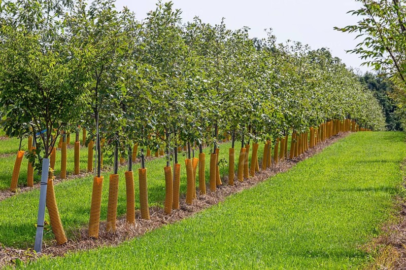Shelbyville, Michigan - Trees growing at Winding Creek Nursery in west Michigan. The company grows Michigan native shade trees and flowering ornamental trees