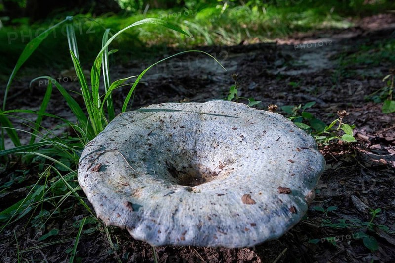 Prairieville, Michigan - The edible Lactarius indigo blue mushroom on a forest floor in west Michigan