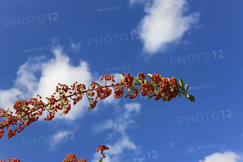 Firethorn (Pyracantha coccinea), Orange Glow, shrub, orange berries, plant, branch in front of a blue sky, Gomaringen, district of Tübingen, Baden-Württemberg, Germany