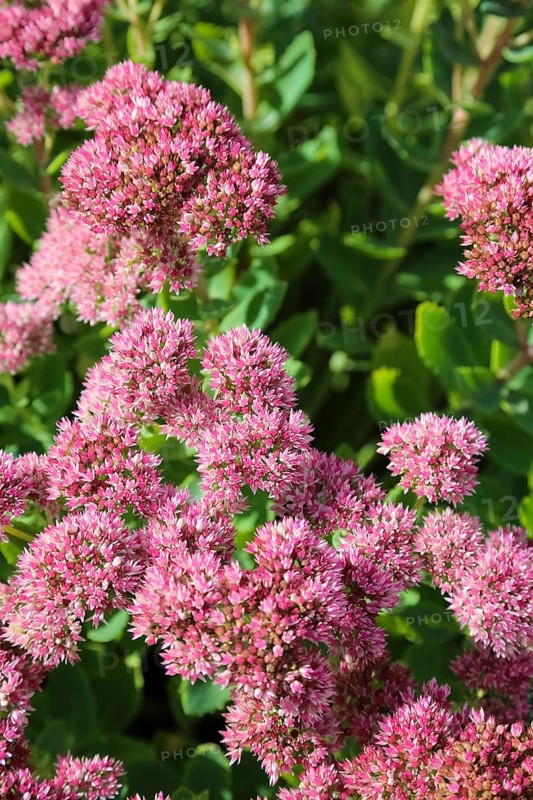 Stonecrop (Sedum), wall pepper, pink flowers, flowers, plants, Oberuhldingen district, Uhldingen-Mühlhofen municipality, Lake Constance district, Baden-Württemberg, Germany