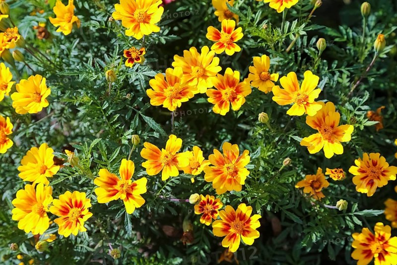Marigold (Tagetes), yellow flowers, plants, Oberuhldingen district, Uhldingen-Mühlhofen municipality, Lake Constance district, Baden-Württemberg, Germany