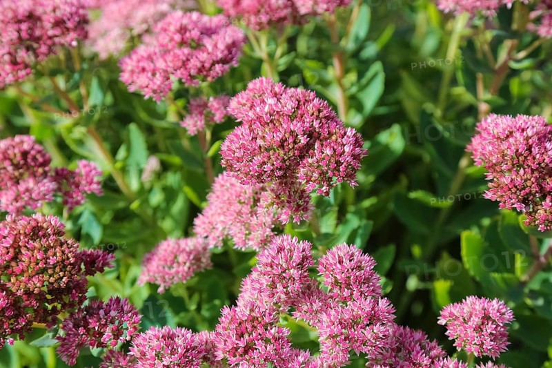 Stonecrop (Sedum), wall pepper, pink flowers, flowers, plants, Oberuhldingen district, Uhldingen-Mühlhofen municipality, Lake Constance district, Baden-Württemberg, Germany