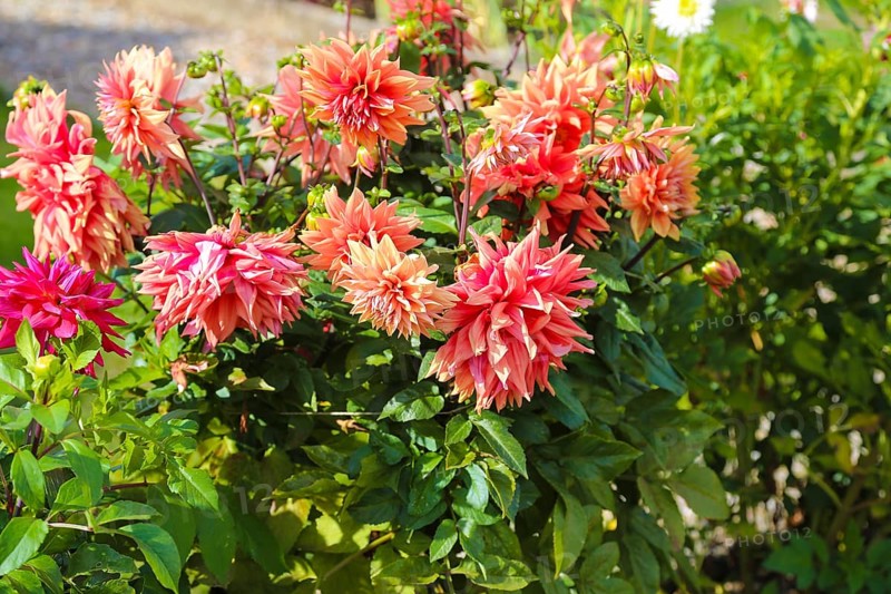 Dahlias (Dahlia), pink blossoms, flowers, plants, Oberuhldingen district, Uhldingen-Mühlhofen municipality, Lake Constance district, Baden-Württemberg, Germany