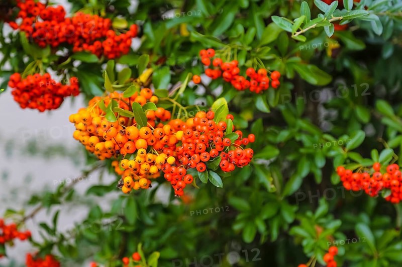 Firethorn (Pyracantha), shrub, plants, orange-coloured berries, Oberuhldingen district, Uhldingen-Mühlhofen municipality, Lake Constance district, Baden-Württemberg, Germany