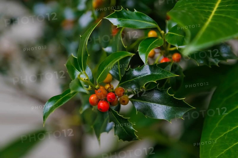 European holly (Ilex aquifolium), shrub, plants, Oberuhldingen district, Uhldingen-Mühlhofen municipality, Lake Constance district, Baden-Württemberg, Germany