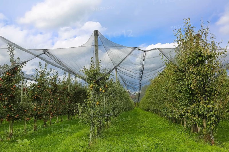 Fruit trees, apple trees, pear trees, bird protection, bird protection nets, agriculture, fruit growing, plants, Oberuhldingen district, Uhldingen-Mühlhofen municipality, Lake Constance district, Baden-Württemberg, Germany
