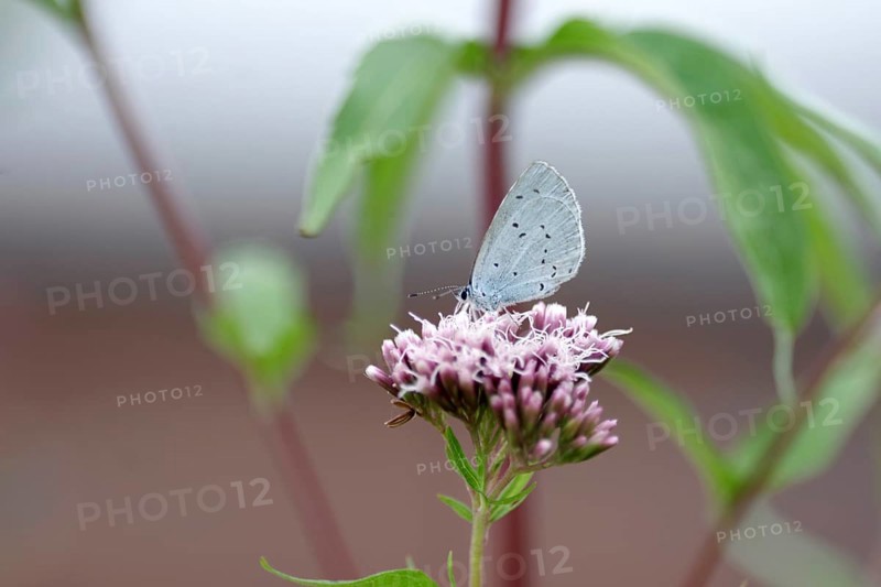 Pale blue (Celastrina argiolus), water azalea, close-up, closed wings, North Rhine-Westphalia, Germany, Pale blue feeding