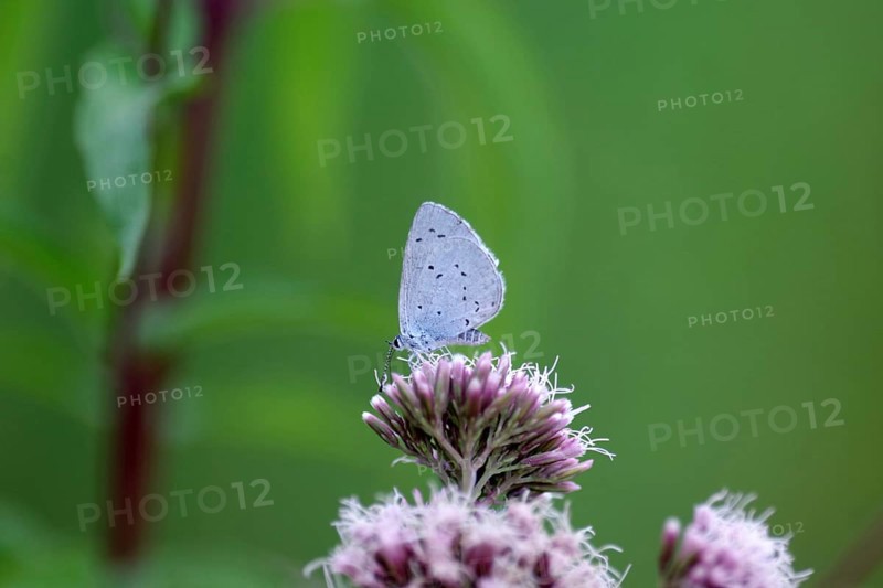 Pale blue (Celastrina argiolus), water azalea, close-up, closed wings, North Rhine-Westphalia, Germany, Pale blue against a green background